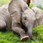 Сети покорил общительный слоненок, подружившийся с собакой (ВИДЕО)