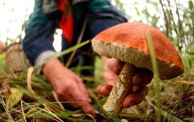 Лікарі розповіли, які гриби найкорисніші