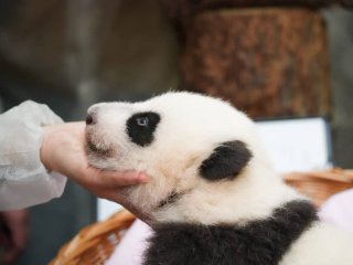 Неуклюжая маленькая панда не смогла перевернуться (ВИДЕО)