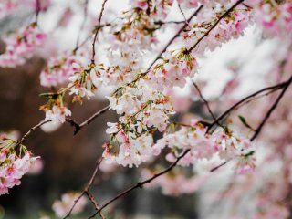 День ангела 30 квітня: кого та як вітати з іменинами