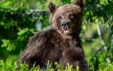 Певица случайно приютила медведя, спутав его с собакой