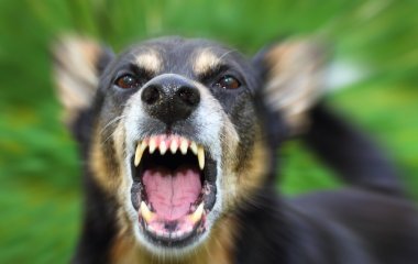 Проголодавшийся пес прервал прямой эфир ведущего (ВИДЕО)