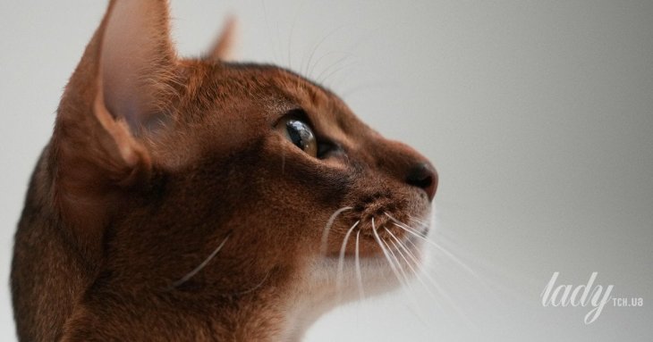 Коти «місять» вас лапами не просто так: ветеринар пояснила, що це означає