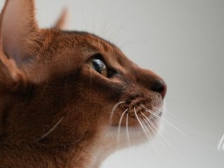 Коти «місять» вас лапами не просто так: ветеринар пояснила, що це означає