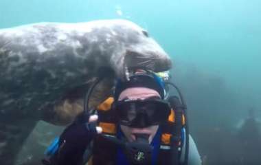 Сети насмешил тюлень, пытавшийся отнять у аквалангиста маску