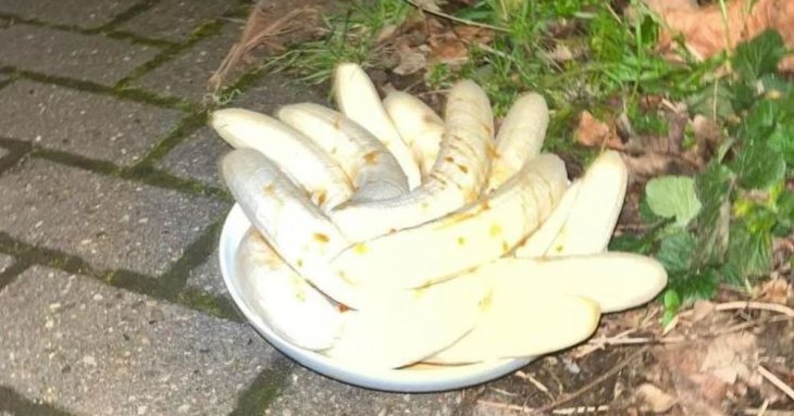 Понад рік на розі однієї вулиці щомісяця з'являється тарілка з очищеними бананами – фото