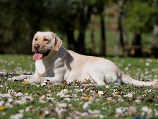 Розчарування року: реакція собаки, яка не оцінила смак лимона (ВІДЕО)
