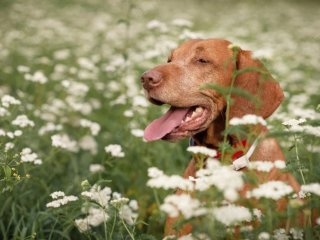 Собака с редкой генетической мутацией стала звездой Сети (ФОТО)