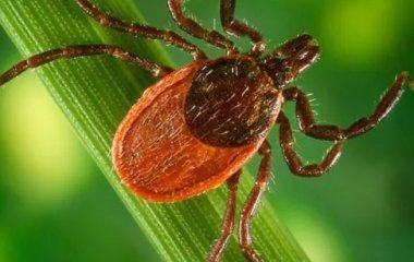Как избавиться от клещей на участке: самые эффективные методы