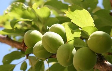 Як захистити абрикос, персик, інші кісточкові культури від клястероспоріозу та парші: терміни, препарати та правила обробки