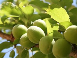 Як захистити абрикос, персик, інші кісточкові культури від клястероспоріозу та парші: терміни, препарати та правила обробки