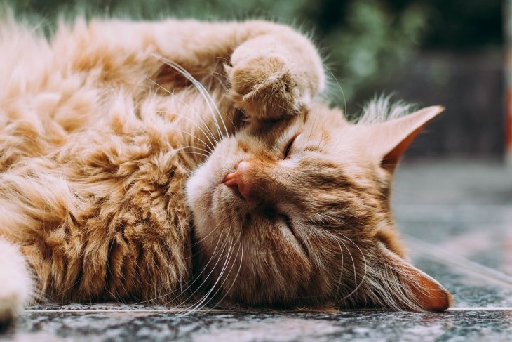 Сети насмешил кот, забывший как мяукать (ВИДЕО)