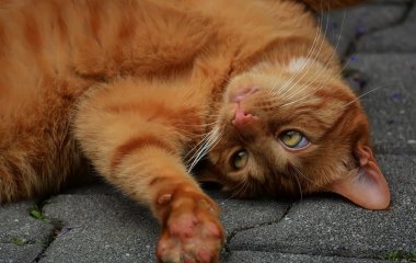 Вызывающий кот украл торт и стал звездой сети (видео)