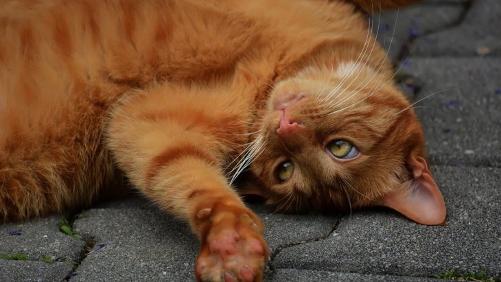 Вызывающий кот украл торт и стал звездой сети (видео)