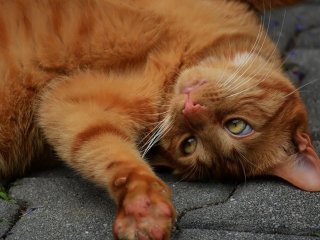 Вызывающий кот украл торт и стал звездой сети (видео)