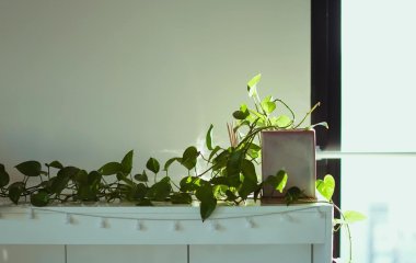 Рослини гинуть від холоду: дізнайтеся, як їх вберегти, коли немає опалення