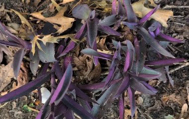 Чоловік з’їв невідому фіолетову рослину, яка виявилася токсичною (фото)