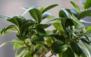 Які кімнатні квіти люблять тісні горщики