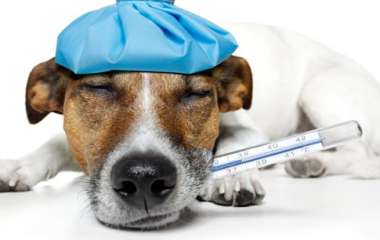 Как правильно выбрать ветеринарную клинику?