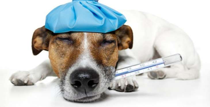 Как правильно выбрать ветеринарную клинику?
