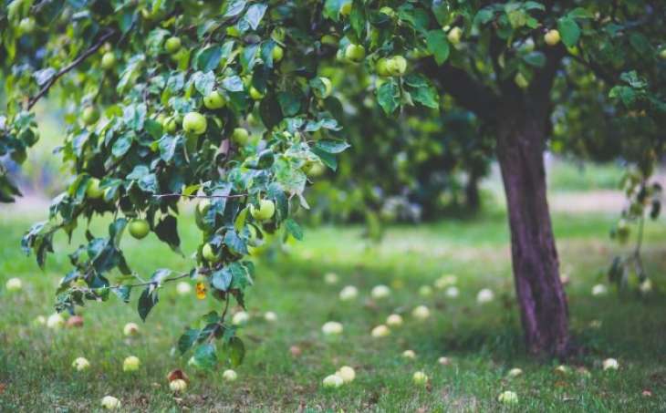 Натрите этим копеечным средством кору яблони: забудете о гнили и трещинах на дереве