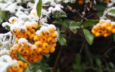 Як застосовувати обліпиху в домашній косметології: 3 способи