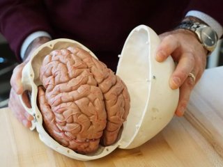 Вчені виявили простий спосіб зберегти мозок після тридцяти: треба робити всім