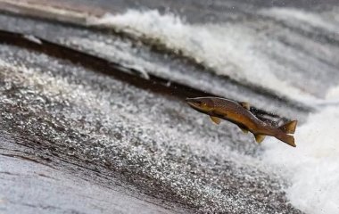 Лікар розповів, яке харчування допоможе перемогти старече недоумство