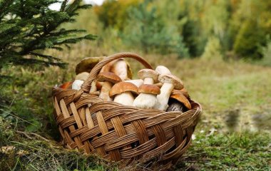 Коли не можна ходити по гриби: народні прикмети, які знали ще наші предки