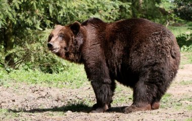 Ведмідь влаштував заплив у басейні американців (відео)