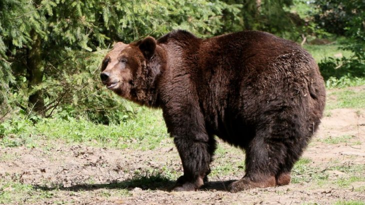 Медведь устроил заплыв в бассейне американцев (видео)