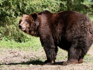 Медведь устроил заплыв в бассейне американцев (видео)