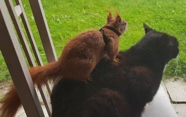 Домашний кот принес хозяину с прогулки заброшенный белченок