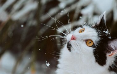 Січень 2025: робочі дні, вихідні та свята в Україні — чи матимуть українці додаткові вихідні