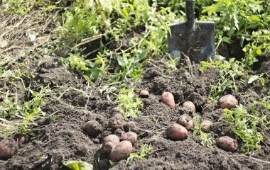 Ці культури в жодному разі не можна садити після картоплі, бо врожаю не буде взагалі