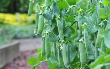 Що посадити після гороху та квасолі: як культури віддячать за це рекордним врожаєм
