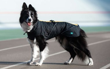 Сети насмешила собака, взглядом упрашивающая пойти погулять (ВИДЕО)