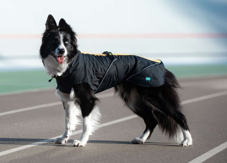 Мережі насмішив собака, який поглядом просить піти погуляти (ВІДЕО)