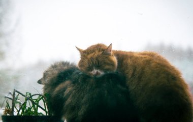 Як зробити так, щоб вікна тримали тепло втричі ефективніше: це на підвіконні підніме температуру на три градуси без опалення