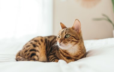 Как определить породу кота: лайфхак