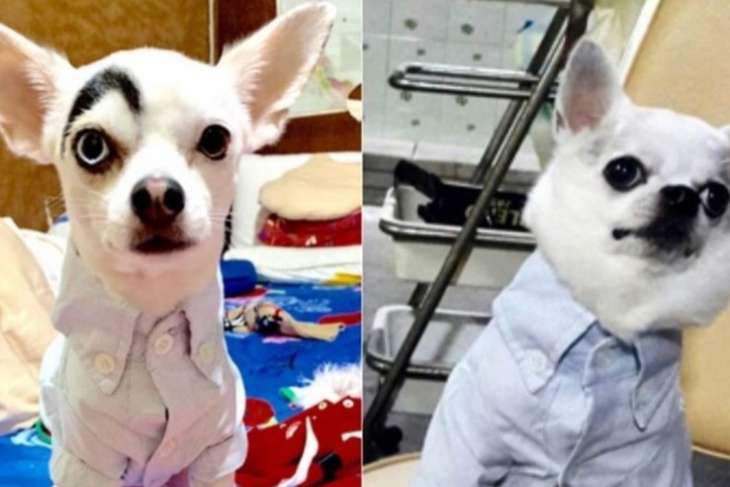 Собака с необычной внешностью стала новой звездой Сети (ФОТО)