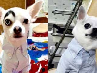 Собака с необычной внешностью стала новой звездой Сети (ФОТО)