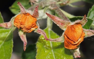 Нова загроза для садів: квіткоїд — як розпізнати та знешкодити шкідника