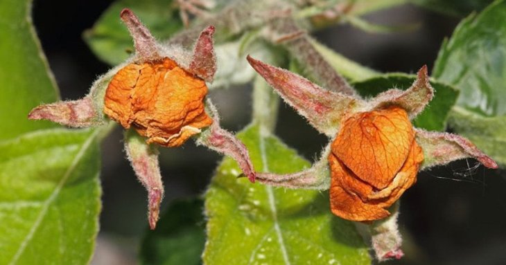 Нова загроза для садів: квіткоїд — як розпізнати та знешкодити шкідника