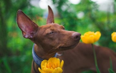 Топ-5 найкрасивіших рідкісних порід собак, про які ви могли не чути