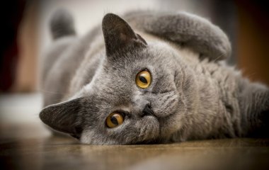 Сети покорила кошка, путешествующая по миру на велосипеде (ФОТО)