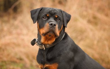 Сеть поразил ротвейлер, обожающий смаковать смородиной