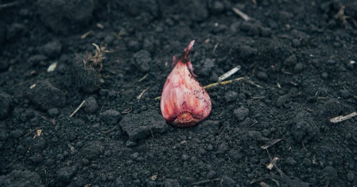 Як підготувати грядку під озимий часник: що і коли внести в ґрунт восени розповіли городники