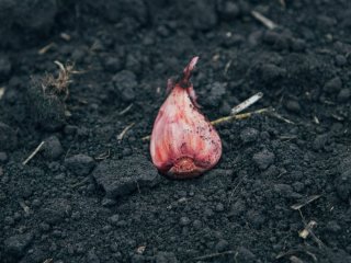 Як підготувати грядку під озимий часник: що і коли внести в ґрунт восени розповіли городники