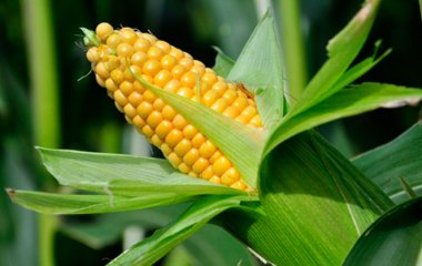 Як підготувати насіння кукурудзи до посадки?